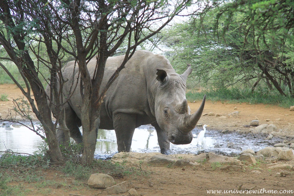 (South Africa) It is time to see wild animals, because here is Africa!