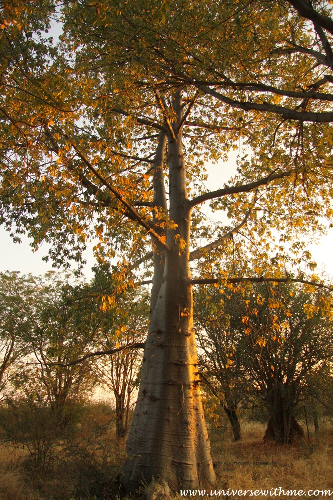 (Botswana) The Woman who lives in front of Baobab Tree