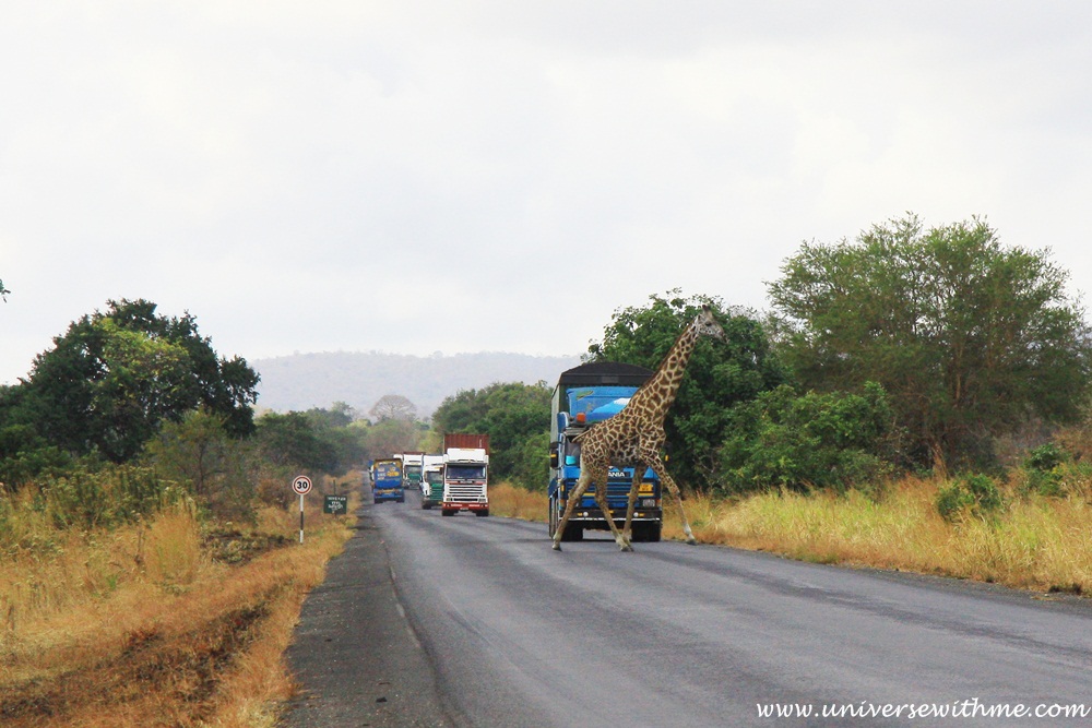 (Tanzania) Cycling in Safari and meeting Maasai.