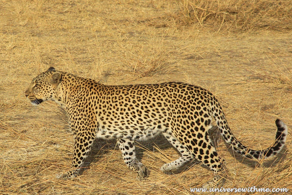 (Tanzania) Adventure on Serengeti Safari