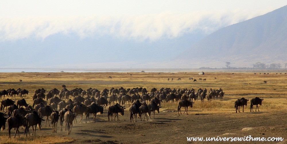 (Tanzania) Adventure on Ngorongoro Crater