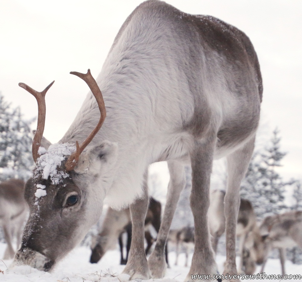 (Finland) Amazing memories in Korpikartano 4 – Reindeer herding and red aurora