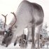 (Finland) Amazing memories in Korpikartano 5 – Happy New Year and Merry Christmas at the same place